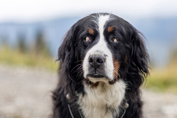 Bernese Mountain Dog portrait outdoors with soft background in the mountains