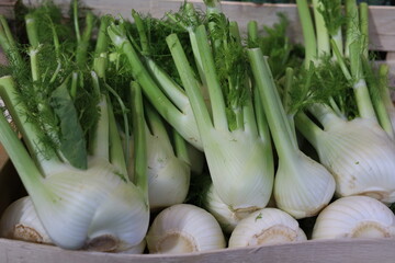 Fennel fresh in farmers market retail display