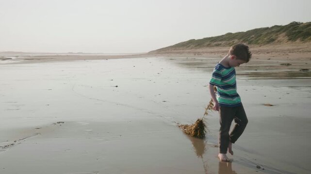 Happy young boy plays on the beach, walking along pulling a branch of seaweed behind him; Thirteenth Beach (Barwon Heads), Geelong, Victoria, Australia