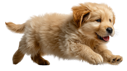 Playful puppy's run: a Golden Retriever puppy leaps with joy, displaying pure happiness, and embodies energy and the spirit of a loyal friend.