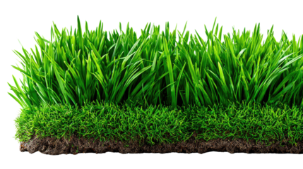 Vibrant Grass Texture: Close-up of lush, verdant grass showcasing intricate detail and the vibrancy of nature. A textured display of growth and life.