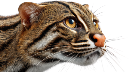 Fishing Cat's Stare: A stunning close-up of a fishing cat, exhibiting detailed facial features and expressive eyes.