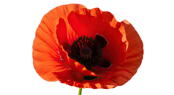 Vibrant Red Poppy Flower With Black Center Isolated on Black Background Detailed Petals Macro Photography Studio Shot Natural Lighting