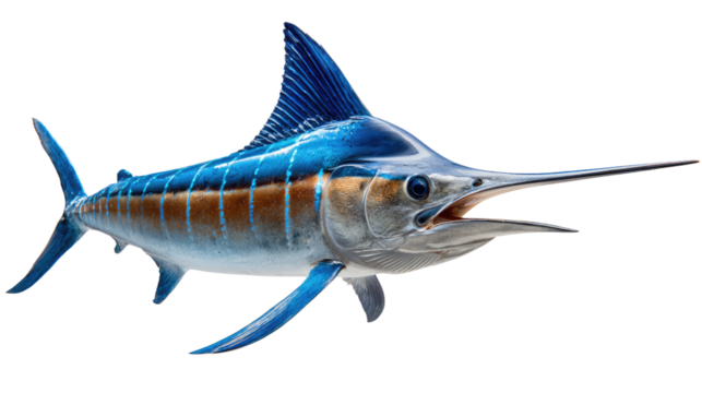 Majestic Marlin's Aquatic Grace: A striking marlin glides through the waters, showcasing its streamlined body and distinctive features. Capture the ocean beauty and marlin essence.