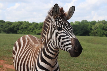 Naklejka premium Close up portrait of Zebra in natural light.