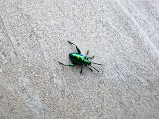 Sagra buqueti on a tiled floor 