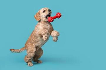 Cute puppy playing with toy on blue background