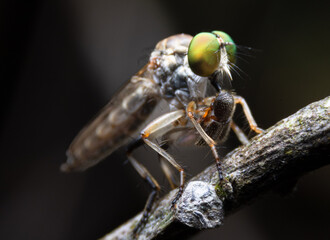 Close-up photo,Robber fly is a predatory insect in the family Asilidae. It is characterized by its deeply concave head. It is a predator that captures prey in flight using its proboscis, which injects
