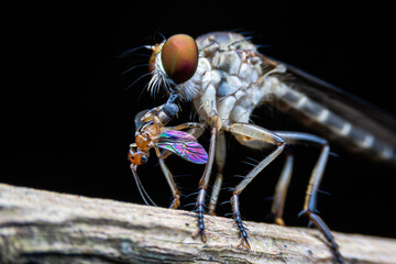 Close-up photo,Robber fly is a predatory insect in the family Asilidae. It is characterized by its deeply concave head. It is a predator that captures prey in flight using its proboscis, which injects
