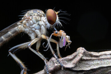 Close-up photo,Robber fly is a predatory insect in the family Asilidae. It is characterized by its deeply concave head. It is a predator that captures prey in flight using its proboscis, which injects