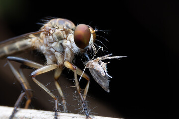 Close-up photo,Robber fly is a predatory insect in the family Asilidae. It is characterized by its deeply concave head. It is a predator that captures prey in flight using its proboscis, which injects