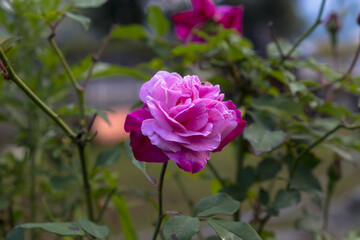 A beautiful mix of pink and red roses, taken from an eye-level angle.