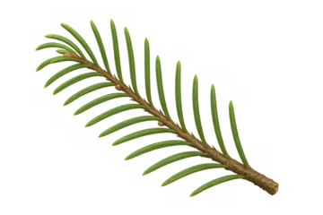 Evergreen pine branch with green needles, isolated and cut out, showing winter and holiday season theme