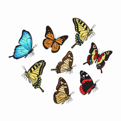 Naklejka premium A pack of different kinds of butterfly