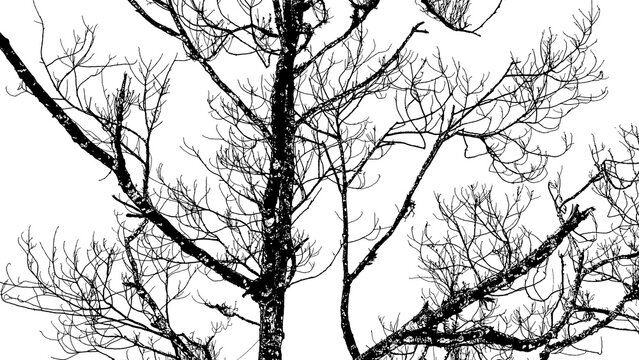 a black and white silhouette of a large, bare tree with many intricate, leafless branches set against a plain white background.