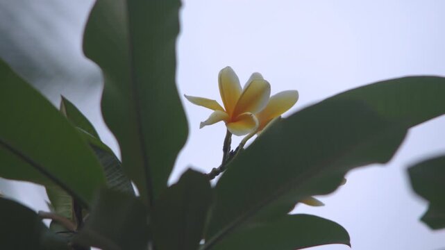 Yellow Frangipani Flower or Bunga Kamboja Swaying Gently in the Wind