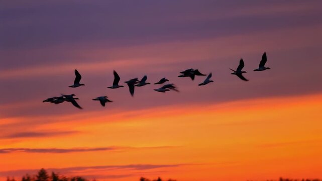 Stunning sunset with flying ducks against vibrant sky colors in nature photography