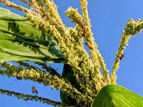 Bees pollinating bright yellow corn tassels against a clear blue sky