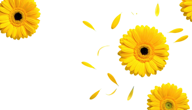 Bright yellow gerbera daisies with floating petals contrast against a stark black background