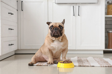 Cute French bulldog sitting near feeding bowl with pet food in kitchen