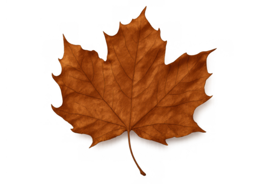 Dry maple leaf on transparent background, symbolizing autumn, season change, nature, and foliage