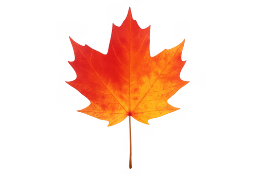 Maple leaf showing vibrant shades of red and orange, symbolizing autumn season with a transparent background