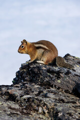 chipmunk on rock
