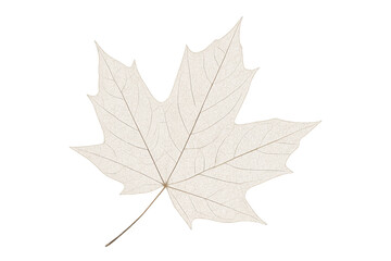 Obraz premium Dry maple leaf skeleton on transparent background, showing intricate veins and natural texture for autumn themes