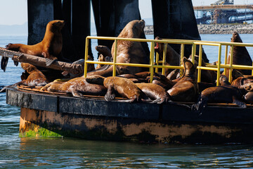 Sea lions squabble on a sea pier.