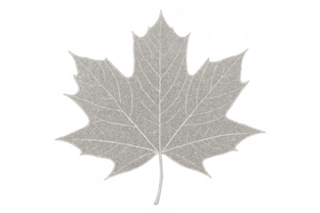 Skeleton maple leaf structure creating translucent autumn botanical texture with transparent background