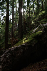 Rays of light penetrate the dense forest.