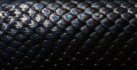 Obraz premium Snakeskin scales. Exotic reptilian pattern. Macro close-up scaly snake skin. Snake scale pattern. Black snake scales. Leathery snake texture. Snakes scales detailed reptilian texture.