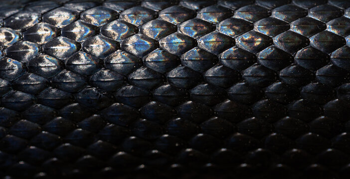 Snakeskin scales. Exotic reptilian pattern. Macro close-up scaly snake skin. Snake scale pattern. Black snake scales. Leathery snake texture. Snakes scales detailed reptilian texture.