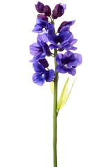 Single vibrant purple and blue flower stem with green leaves on white background