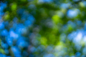 Green forest with blur leaves background. Blurred green foliage background. Soft nature green bokeh. Green nature wallpaper.