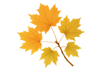 Autumn maple branch with yellow leaves, seasonal foliage, natural plant detail on transparent background, changing season symbol