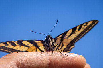 butterfly on hand