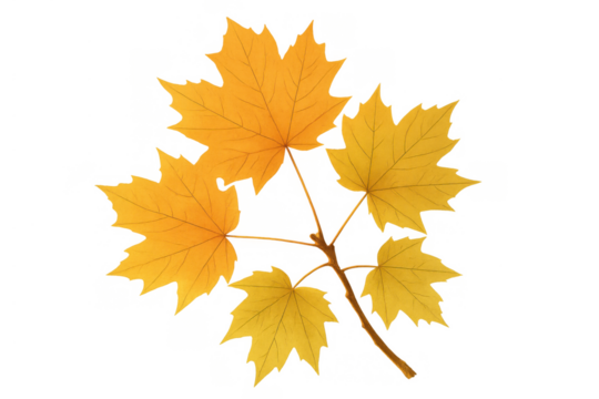 Autumn maple branch with yellow leaves, seasonal foliage, natural plant detail on transparent background, changing season symbol