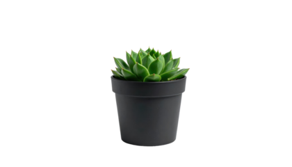 Small, green succulent plant sits potted in a simple black plastic pot, isolated against a stark black background