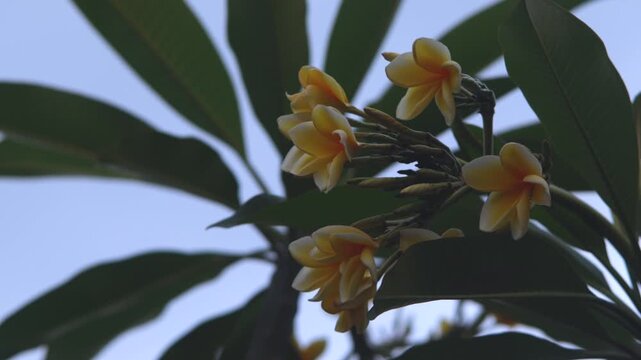 Close up of Yellow Frangipani Flowers or Bunga Kamboja Blooming in Tropical Garden
