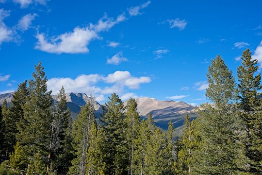 Evergreen Trees with distant mountains 
