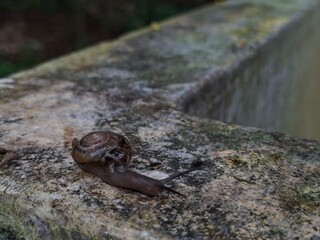 A small terrestrial garden snail with a brown spiral shell crawls slowly across a textured, lichen-covered concrete surface after rain.
