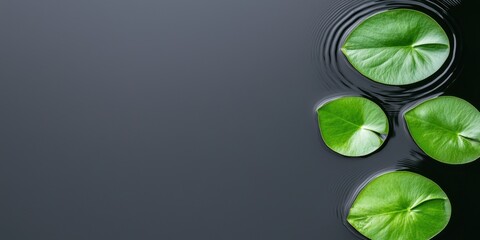 Wellness meditation detox concept. Serene water lily leaves floating on calm water with gentle ripples.