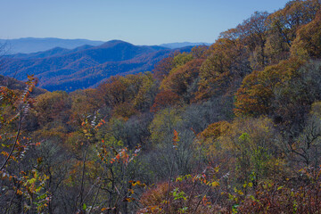 Fototapeta premium A panoramic Autumn Forest Hillside With Colorful Trees and Distant Mountain Range in Fall Light at Socco Falls, NC.Vibrant foliage on a hillside, with distant mountains and a blue sky. Rich fall color