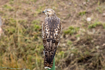 Hawk Perched in Colorado Landscape