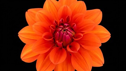 Close-up of a vibrant, orange and red flower against a stark, black background. High detail - Powered by Adobe