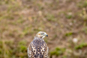 Hawk in Colorado with Intense Gaze