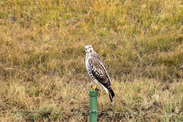 Hawk Perched on Fence Post in Colorado Field