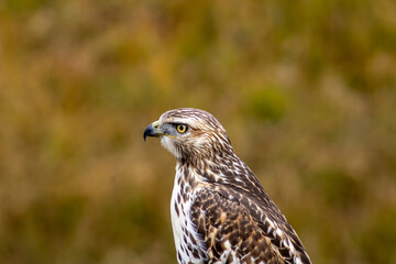 Close-up of a Hawk in Colorado