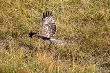 Hawk in Flight Over Colorado Grassland